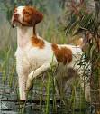 Brittany Spaniel Rescue Dogs for Adoption | PetCurious