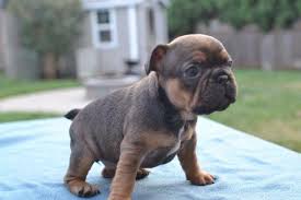 Tara bruno, the founder of snort rescue, an organization that rescues bulldogs and similar breeds. French Bulldog Puppy For Sale In Springfield Oregon Classified Americanlisted Com