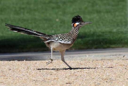 Greater Roadrunner