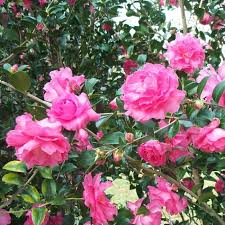 Camellia Sasanqua Rose Of Autumn Pink Garden Flowers Plants