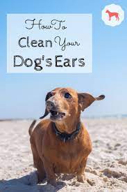 Learn How To Clean Dog Ears At Home Tidy Dog Mom Dog Ear Cleaning Dogs Ears Dog Health Tips