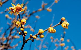 Check spelling or type a new query. Giardino Profumato Tutto Un Anno Scegliendo Tra 30 Piante