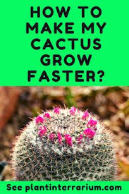 Cactuses, or cacti, are rather slow growers and can take years to show significant growth. 31 Cactus Care Tips Ideas In 2021 Cactus Care Cactus Plants