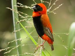 Tropical Birds Of Paradise Wallpaper Southern Red Bishop Euplectes Orix Bird Paradise Wallpaper Birds Of Paradise