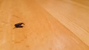 Buy wood flooring and get the best deals at the lowest prices on ebay! Wood Floor Stock Video Footage Royalty Free Wood Floor Videos Page 15