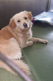 Pin On Animals In Need