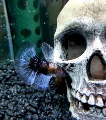 Essentially, the black orchid betta is a dark black with streaks of steel blue in the fins, typically forming a pattern that is almost a butterfly. Meet My Black Orchid Betta Hades Bettafish