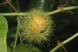 Image result for Passiflora foetida