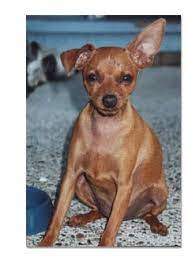 Miniature Pinscher Breed Profile