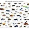 Get rid of carpenter bees to prevent damage to the structure of your house. 1