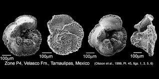 Image result for Mohria marginalis