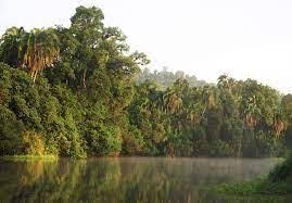 Image result for Pouteria adolfi-friederici