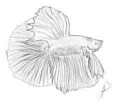 Betta Fish Drawing Google Search Betta Fish Tattoo Fish Drawings Fish Coloring Page