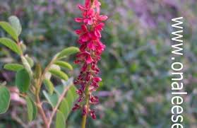 Image result for Indigofera hirsuta