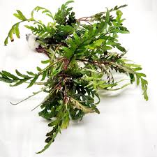Image result for Hygrophila