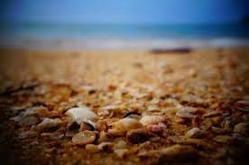 Some people might be surprised to see a texas city on a list of top shelling destinations, but the west end of galveston island is a great place to look for sea treasures. The Best Beaches In San Diego For Seashells Sandiego Party Limo