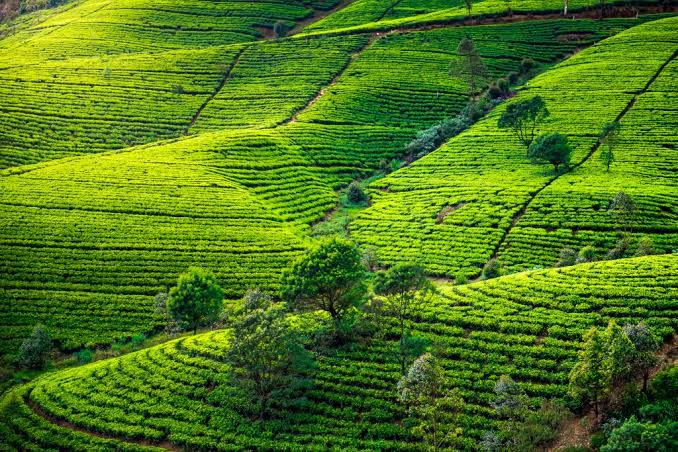 Tea Cities of India: Discover Famous Tea Towns | AVT Beverages