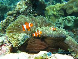 Coral Reef Fish Are More Resilient Than We Thought Study Finds Wosu Radio Coral's brother coming in with 2 classic excuses. coral reef fish are more resilient than