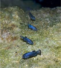 Maybe you would like to learn more about one of these? 8 Rarest Freshwater Fishes In The World Rarest Org