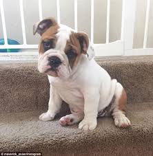 I hope you enjoy meeting some of our family and any new arrivals as much as we do. English Bulldog Puppy Caught In Rain For First Time Has Adorable Reaction In Video Daily Mail Online