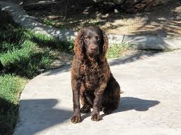 Thanks so much for a wonderful experience in purchasing our puppy. Breed Info Animal Health Center