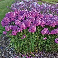 Dig a hole twice the diameter of. Phlox Fashionably Early Flamingo Jackson Perkins