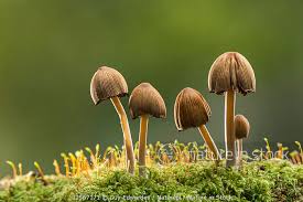 Image result for Coprinus micaceus