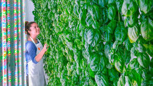 Pieces about the ocean's ecosystem, interesting plants and animals and. Plenty Brings Its Vertical Kale Gardens To Outside Lands Music Festival In San Francisco