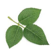 Download this free picture about rose leaves wet water from pixabay's vast library of public domain images and videos. 10pcs Cheap Silk Leaf Green Rose Leaves Artificial Flower For Wedding Decoration Diy Wreath Gift Scrapbooking Craft Fake Flower Artificial Plants Aliexpress