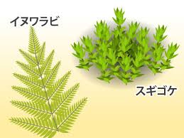 スタディピア 光合成 植物の分類