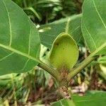 Image result for Mitragyna stipulosa