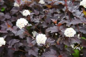 Buy evergreen shrubs suitable for pots: 25 Best Front Door Plants Plants For Your Front Door