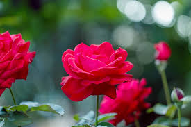 Check out our rose sprouts selection for the very best in unique or custom, handmade pieces from our shops. How To Grow And Care For Roses Gardener S Path