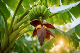 Image result for Musa paradisiaca