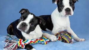 Boston Terrier Puppies For Sale Greenfield Puppies