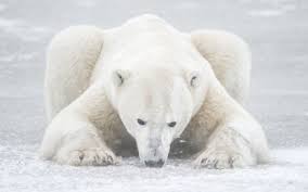 Anfangs waren das recht kleine fotos und bilder, zb. 553 Eisbar Hd Wallpapers Hintergrunde Wallpaper Abyss