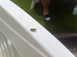 Komische Fliegen Im Garten Schadlinge Ameisen Bekampfen