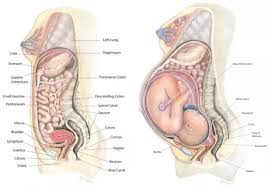 Lower left back pain can be severe, sharp, and stabbing, or it can be a dull and constant pain. What Causes A Throbbing Pain In Lower Left Back Quora