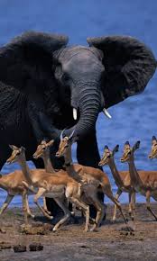 Self Image Animals Animals Beautiful Elephant