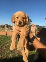 Sweet golden retriever puppies sweet golden retriever puppies. Golden Retrievers Rgv Home Facebook