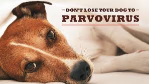 To come to this conclusion the study involved the. Don T Lose Your Dog To Canine Parvovirus