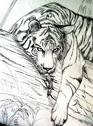 Tiger In Repose Sketched In Pencil Tiger Drawing Animal Drawings Tiger Sketch