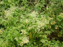 Image result for Heteranthera callifolia