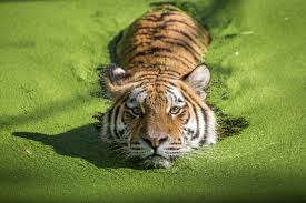 Instead, they work well as an attractive water garden or simple water feature. Tiger Takes A Dip In Algae Covered Water