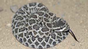 Especially for people who live in regions where the cottonmouth is prevalent. It S Rattlesnake Season 12 Things You Need To Know Los Angeles Times