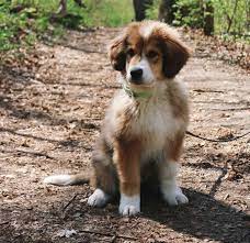 The price of each puppy ranges from $1000 to $3,000. Your Dream Dogs On Twitter Great Pyrenees And Bernese Mountain Dog Mix