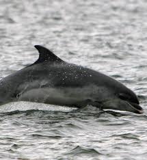 adopt a dolphin irish whale and