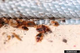 It might be that they have come in with luggage (have you stayed somewhere infested?), clothing or in the best solution for getting rid of bed bugs might be to replace your mattress entirely. Pest Control Houston Hospitality Bed Bugs Infestation Bed Bugs Treatment Bed Bugs