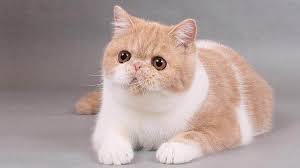 Search our exotic car inventory by price, body type, fuel economy, and more. Exotic Shorthair Price Personality Lifespan