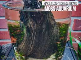 Aquascape is an art that regulates plants, water, stone, coral, wood and so on. Low Tech Diy Mini Aquascape Aquatic Mossarium Bantam Earth